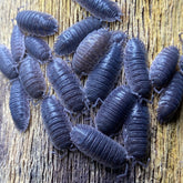 Porcellio Wagneri